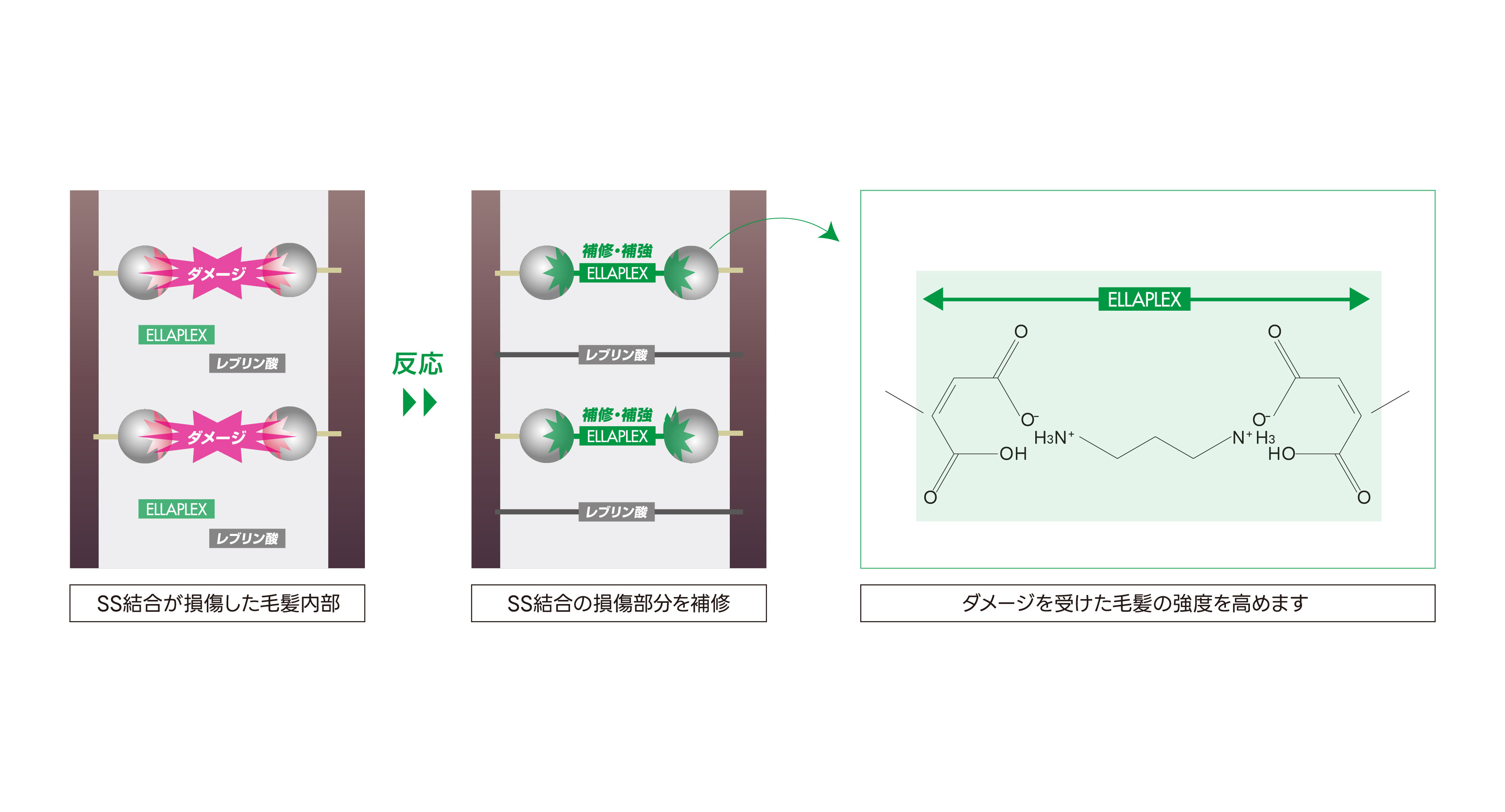 ケミストtayori_掲載コンテンツ4.jpg